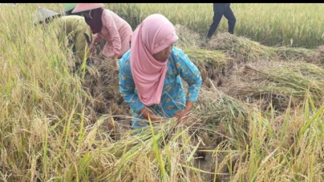 Kisah Petani